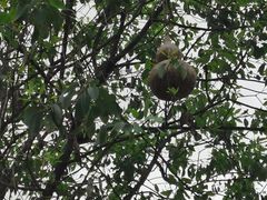 -广州神农草堂中医药博物馆