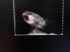 -瑞派·关忠动物医院·异宠专科·犬猫肿瘤·皮肤专科(望京店)