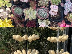 -中环花鸟鱼虫市场