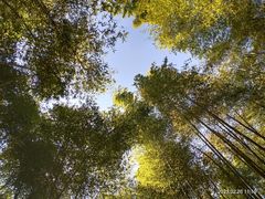 -西湖风景区十里琅珰-五云山