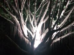 -金鸡山公园