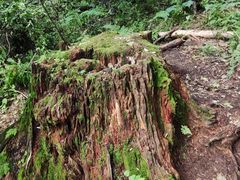 -五营红松林海景区