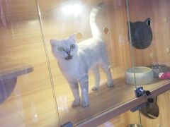 -喵百万·布偶·蓝金金渐层英短·猫舍(百子湾店)