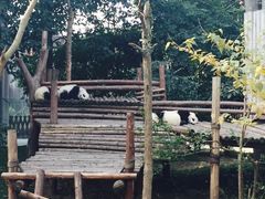 -成都大熊猫繁育研究基地
