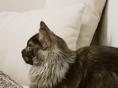 -猫大福·Fortune Cat猫舍(百子湾店)
