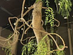 -桂满陇·海市蜃楼·黑金(国金店)