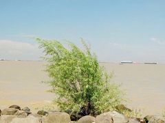 -吴淞炮台湾湿地森林公园烧烤区