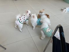 -怪兽屋·羊驼·猫咖·狗咖(俊华广场店)