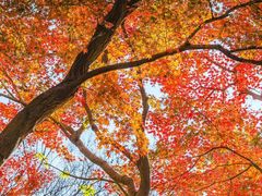 -昆山城市生态森林公园