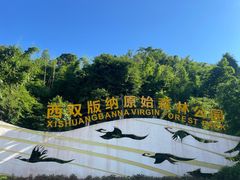 -西双版纳原始森林公园
