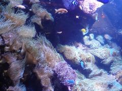 -悉尼海洋生物水族馆