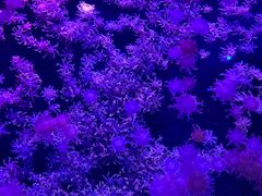 -珠海长隆海洋王国