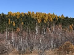 -塞罕坝国家级自然保护区