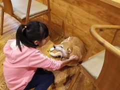 -柴务处·柴犬主题狗咖