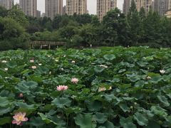 -龙头寺公园