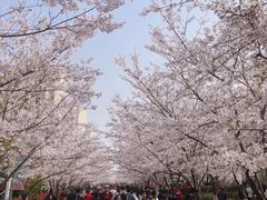 -高东镇樱花园