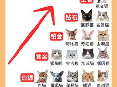 -Bastet sally猫舍购宠(静安店)