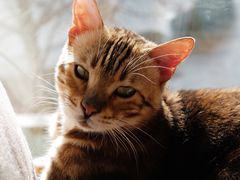 -猫和宫(六道口店)
