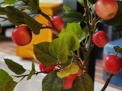 -Pie Bird(新闸路店)