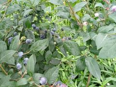 -金谷域澳洲庄园