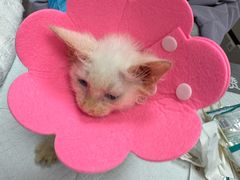 -宠物星动物医院·眼科·异宠·猫科(江南大道总院)