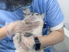 -博特宠物医院24h犬猫全科.骨科·异宠