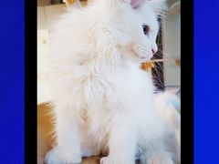 -十年猫舍·猫咪专门店(普陀店)