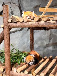 -Zoolung Zoolung动物主题公园(海信广场店)