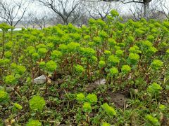 小花-上海海湾国家森林公园