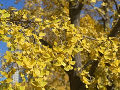 -三里屯东五街银杏大道