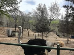 -青藏高原野生动物园