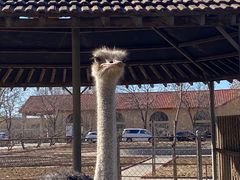 -意大利农场度假村