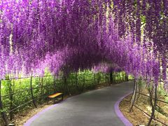 -大塘金香草谷