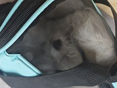 -瑞派宠物医院·犬猫全科·猫友好(宾水西道店)