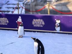 -沈阳奥体冰雪嘉年华