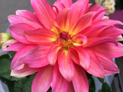 -循礼门鲜花花市(武汉循礼门店)