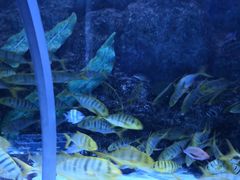 -芜湖新华联大白鲸海洋公园