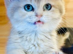 -猫十亿·布偶金渐层·曼基康矮脚猫舍(青年路店)