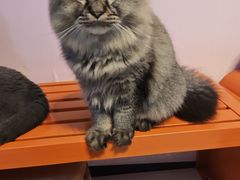 -我爱猫咪·猫咖·狗咖·安哥拉兔·羊驼咖(小寨华旗店)