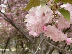 -石家庄市植物园