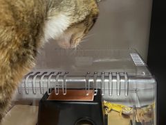 -酷以爬仙阁实体爬宠店·守宫·蜥蜴·专业繁育