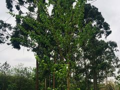 -白鹭湾湿地公园