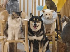 -柴迷FANS CLUB·柴犬狗咖·猫咖