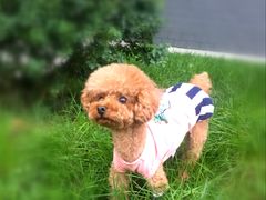 -芭比堂动物医院·犬猫全科·异宠专科(雁塔分院)
