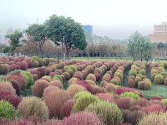 -春花秋色城市公园