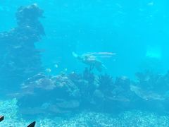 -海棠湾洲际-涛·海底餐厅·美人鱼·自助餐·海底隧道
