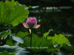 -烈士陵园(地铁站)