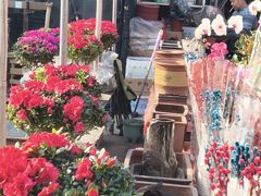 -中环花鸟鱼虫市场