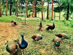 -西山漾湿地公园