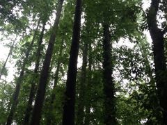 iphone_upload_pic-九溪烟树